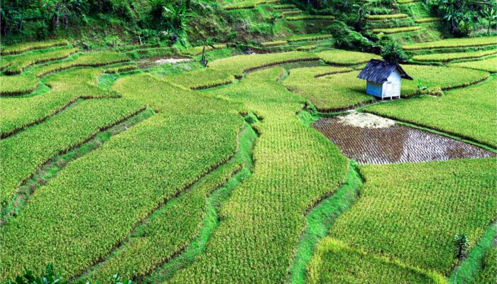 Tahun ini, 1.000 Ha Sawah di Sumedang Ditargetkan Masuk AUTP