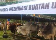 Diskanak Sumedang Berhasil Lakukan IB pada 10.520 Ekor Sapi