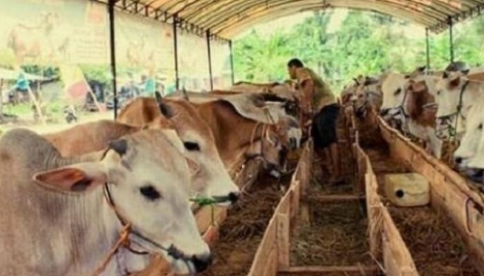 Kabupaten Sumedang Berpotensi Kembangkan Sektor Usaha Peternakan