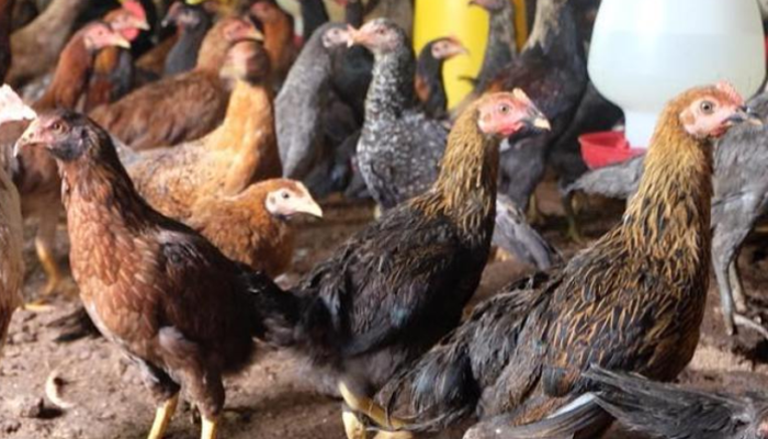 Pemkab Sumedang Salurkan Bantuan Ayam Ternak Bagi KK Miskin Ekstrem