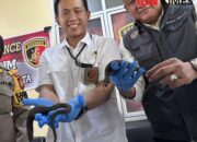 Polisi Gagalkan Penyelundupan Puluhan Kadal Langka Asal Kalimantan ke Pulau Jawa