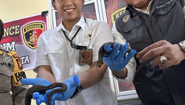 Polisi Gagalkan Penyelundupan Puluhan Kadal Langka Asal Kalimantan ke Pulau Jawa