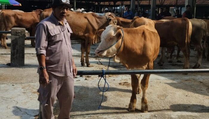 Jelang Hari Raya Idul Adha 1445 H, Diskanak Sumedang Siapkan Tim Kesehatan Hewan